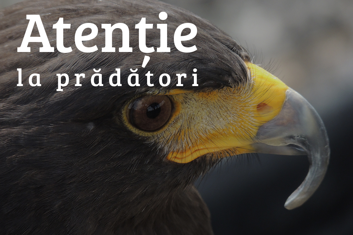 Atenţie La Prădători